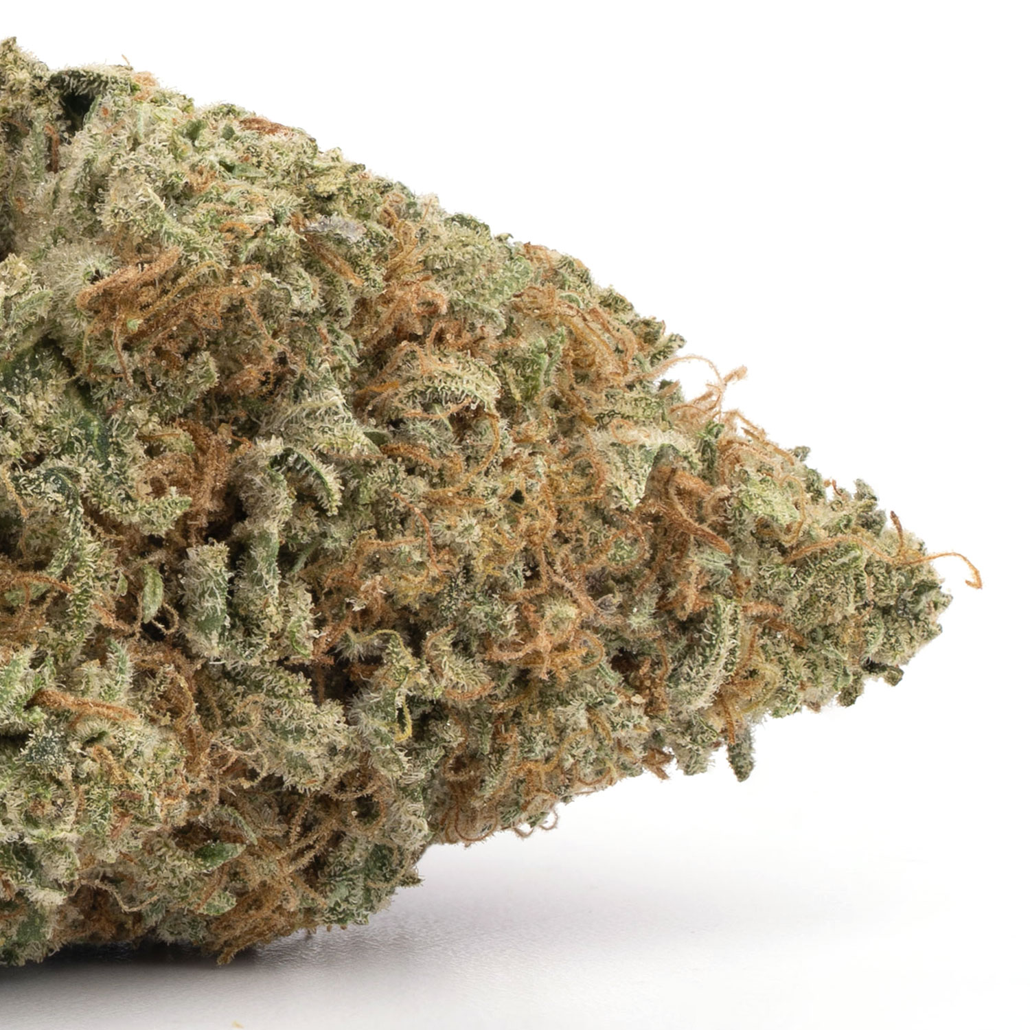 Great White Shark