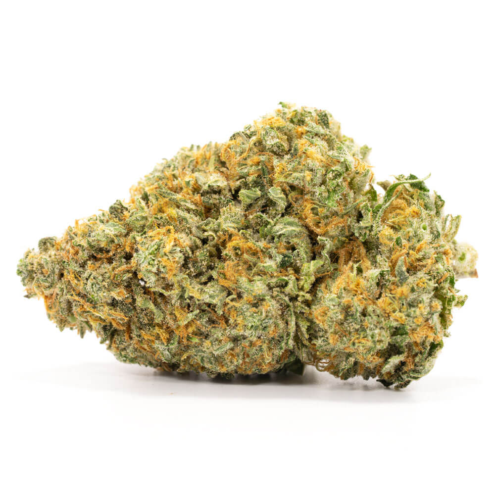 Great White Shark