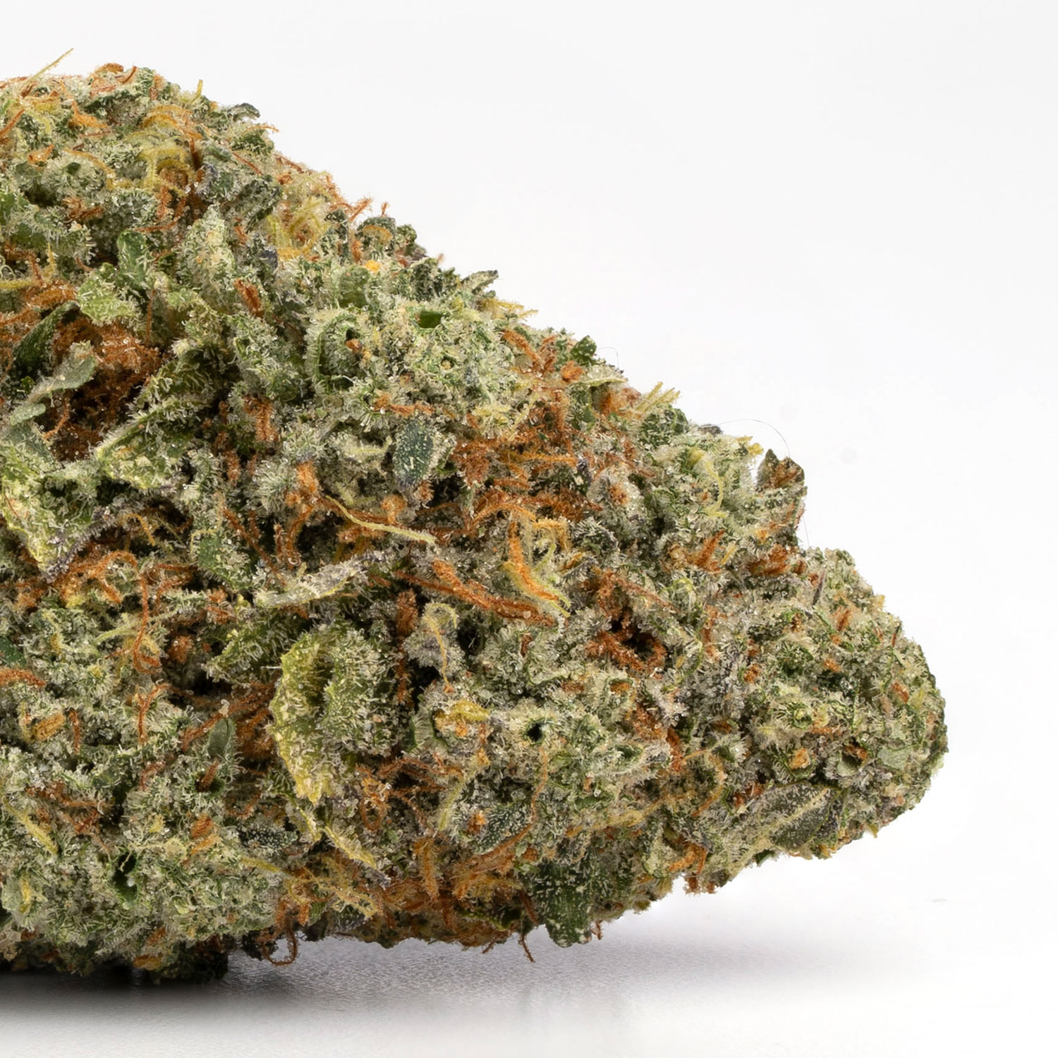 Mimosa