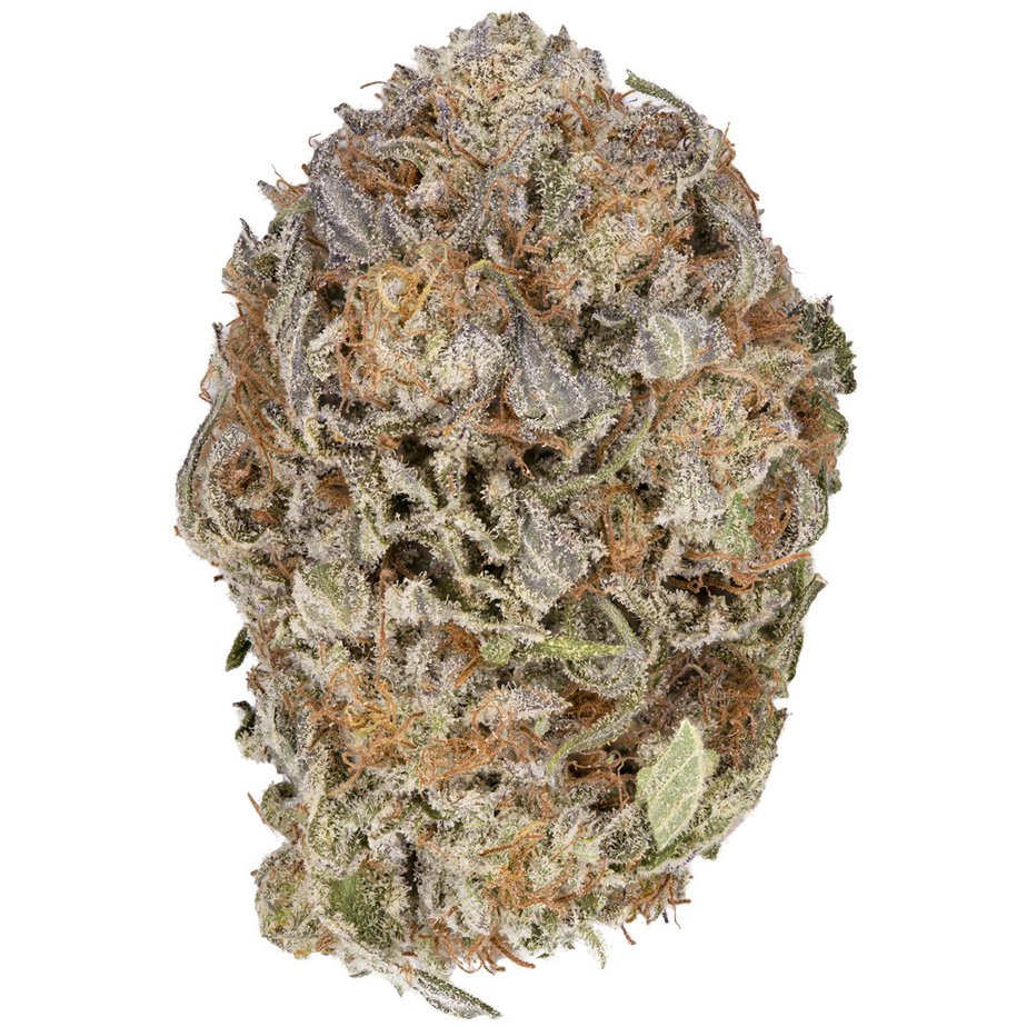 Purple Pinecone